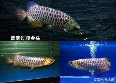 改良龍魚有什么特點 龍魚百科 第2張