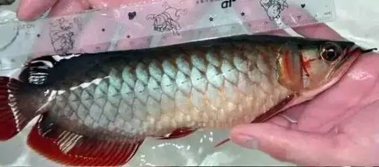 龍魚死了為什么豎著游動 龍魚百科