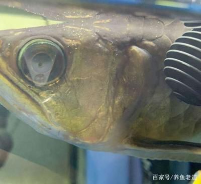 金龍魚眼睛沒了