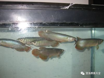 養(yǎng)龍魚養(yǎng)單還是養(yǎng)雙