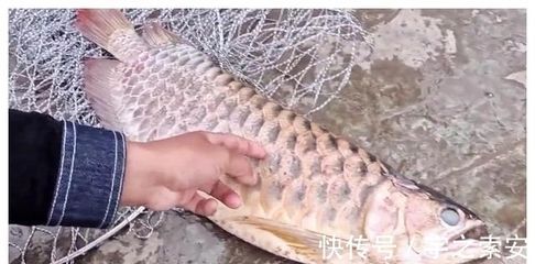 龍魚在什么情況下會死掉一條呢 龍魚百科 第1張