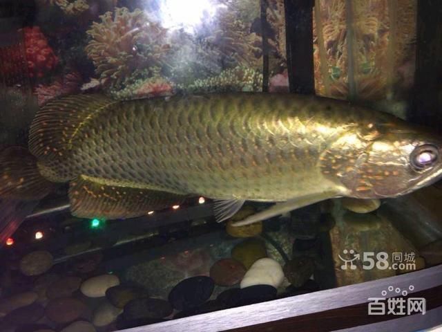 廣州市金龍魚總經(jīng)銷商 龍魚百科 第3張