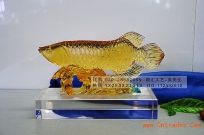 廣州市金龍魚總經(jīng)銷商 龍魚百科 第2張