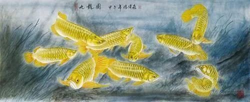 龍魚的祝福句子 龍魚百科 第3張