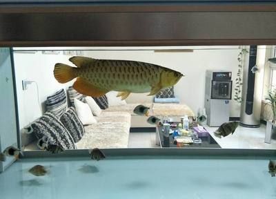 龍魚立鱗鱗片有白色絮狀物是什么原因 龍魚百科 第1張 龍魚立鱗鱗片有白色絮狀物是什么原因 龍魚百科 第1張