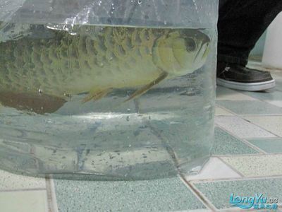 如何調(diào)整龍魚(yú)的狀態(tài) 龍魚(yú)百科