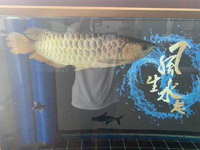 龍魚有胃 龍魚百科 第2張