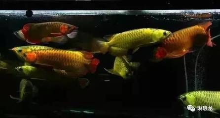 養(yǎng)龍魚真的可以改變風(fēng)水嗎為什么 龍魚百科 第3張