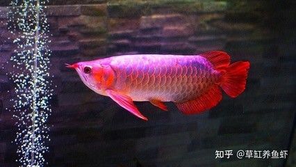 龍魚高清圖 龍魚百科