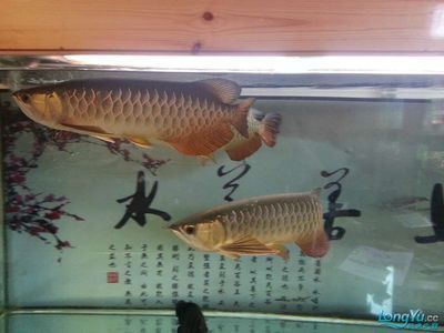 最近龍魚(yú)不愛(ài)吃東西了什么原因引起的怎么辦 龍魚(yú)百科 第2張