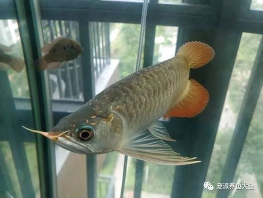 紅龍魚(yú)鱗片上有小洞怎么辦