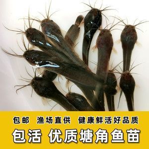 龍魚的胡須有什么用途和功效 龍魚百科