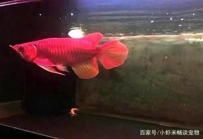 龍魚大的好養(yǎng)還是小的好養(yǎng)