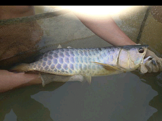 釣紅龍魚(yú)