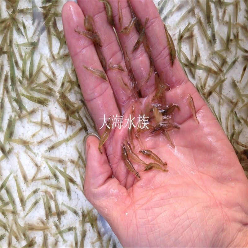 龍魚和蝦混養(yǎng)好不好吃 龍魚百科