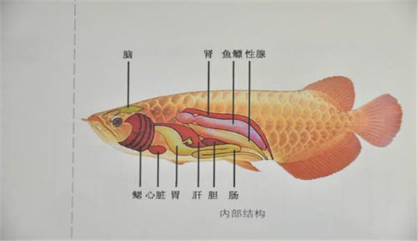 龍魚(yú)結(jié)構(gòu)與功能圖解