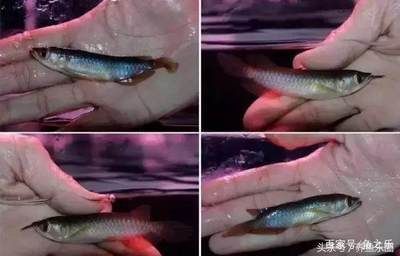 紅龍魚幼魚怎樣挑選品種 龍魚百科 第1張