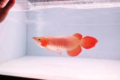 紅龍魚幼魚怎樣挑選品種 龍魚百科 第2張