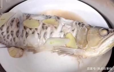 龍魚不吃蝦肉怎么辦