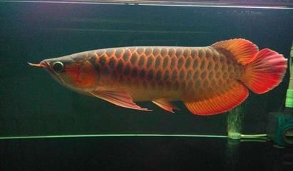 紅龍魚長到多大可以喂小甲魚飼料