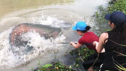 龍魚可以一直喂蝦嗎為什么