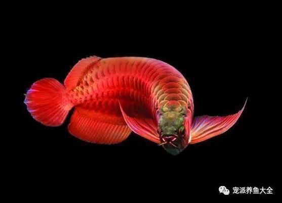 龍魚會(huì)咬龜嗎為什么 龍魚百科