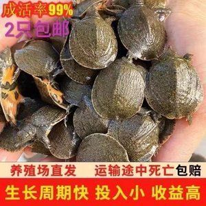 龍魚運(yùn)輸不打氧氣能活多久 龍魚百科