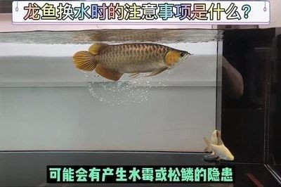 龍魚換水后翻肚子怎么回事 龍魚百科