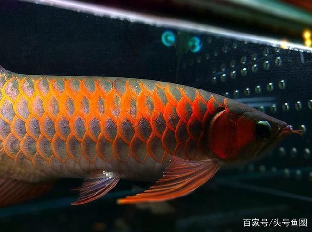 龍魚身上有紅點(diǎn)怎么治療 龍魚百科