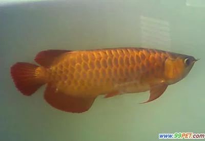 龍魚(yú)的形狀像什么一樣