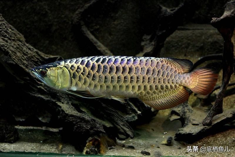 龍魚經(jīng)常在水面游動