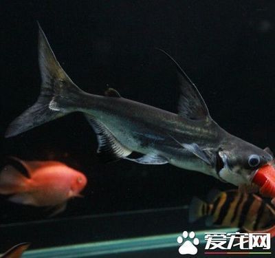 龍魚經(jīng)常在水面游動