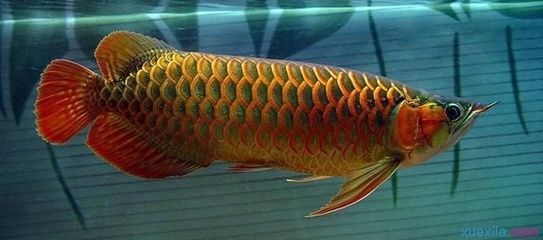 金龍魚豎鱗