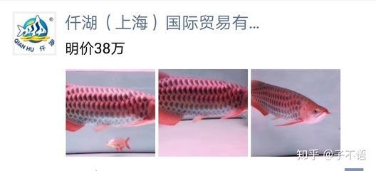 龍魚咬不動(dòng)食物是什么原因引起的呢