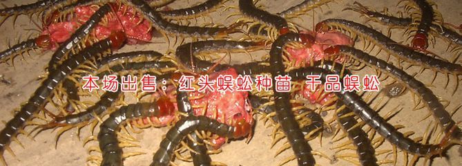 金龍魚吃蜈蚣能不能增色 龍魚百科 第2張