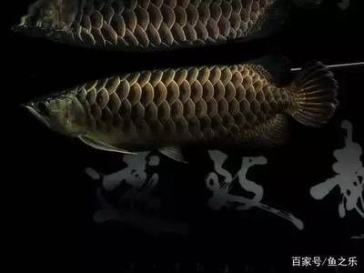 龍魚會餓死嗎 龍魚百科