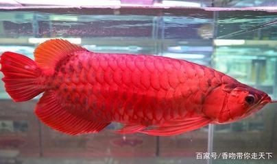 紅龍魚怎么生小魚 龍魚百科 第2張