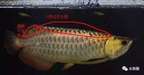 龍魚爬背技巧圖解 龍魚百科 第3張