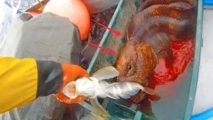 龍魚能吃海鮮嗎 龍魚百科