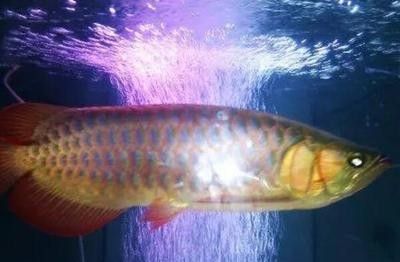 龍魚(yú)水溫低死亡 龍魚(yú)百科