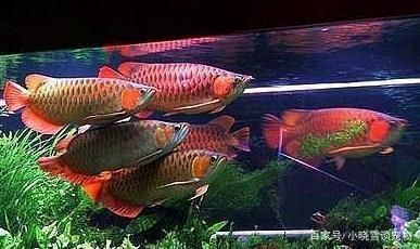 金龍魚用什么顏色燈光 龍魚百科 第3張