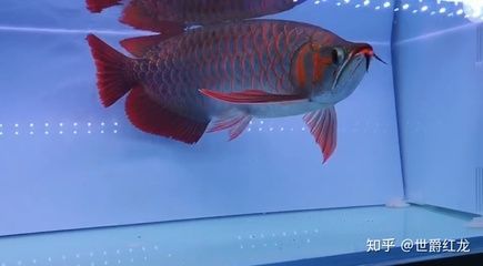 紅龍魚四大品牌 龍魚百科 第2張