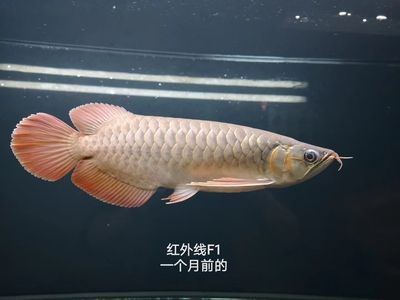 紅龍魚四大品牌 龍魚百科 第3張