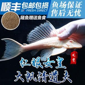 金龍魚吃清道夫嗎會死嗎 龍魚百科 第3張