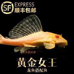 金龍魚吃清道夫嗎會死嗎 龍魚百科 第1張