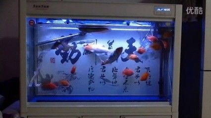 龍魚混養(yǎng)成功幾率 龍魚百科