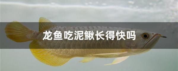 龍魚能吃活泥鰍么 龍魚百科 第3張