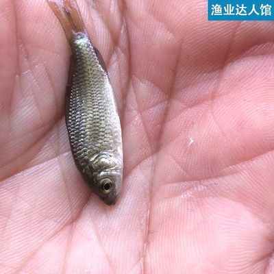 五六厘米的雷龍魚怎么喂食