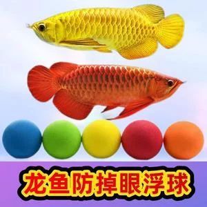 龍魚掉眼乒乓球有用嗎 龍魚百科 第2張