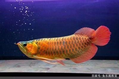 龍魚種類區(qū)別在哪里 龍魚百科 第1張